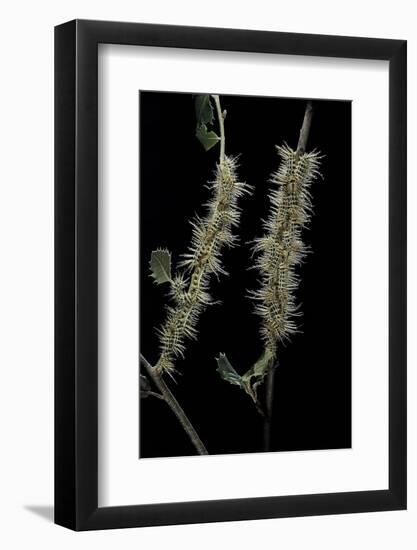 Automeris Egeus (Moth) - Caterpillars-Paul Starosta-Framed Photographic Print