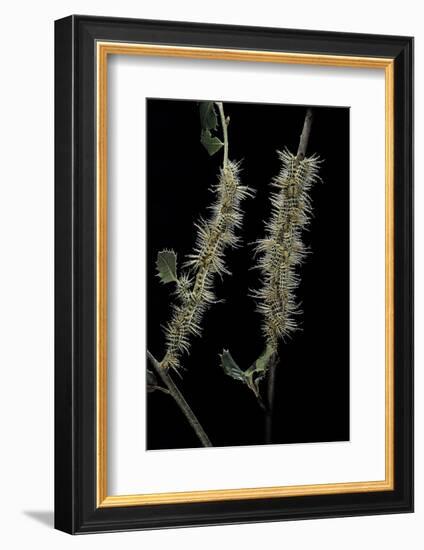 Automeris Egeus (Moth) - Caterpillars-Paul Starosta-Framed Photographic Print