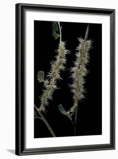 Automeris Egeus (Moth) - Caterpillars-Paul Starosta-Framed Photographic Print