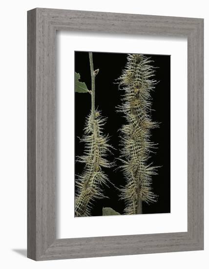 Automeris Egeus (Moth) - Caterpillars-Paul Starosta-Framed Photographic Print