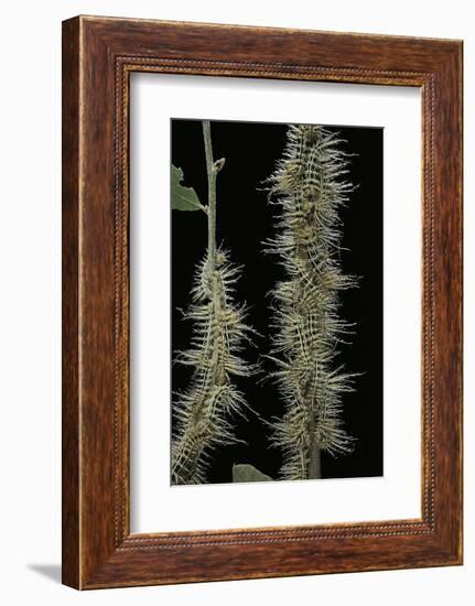 Automeris Egeus (Moth) - Caterpillars-Paul Starosta-Framed Photographic Print