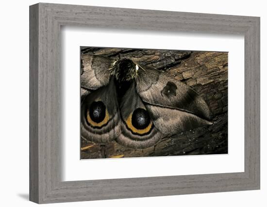 Automeris Harrisorum (Moth) - Wings Detail-Paul Starosta-Framed Photographic Print