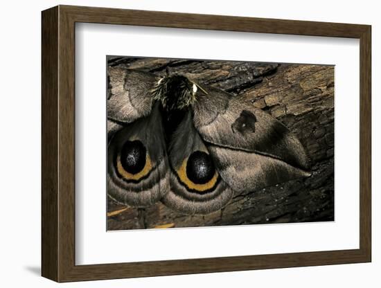 Automeris Harrisorum (Moth) - Wings Detail-Paul Starosta-Framed Photographic Print