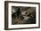 Automeris Harrisorum (Moth) - Wings Detail-Paul Starosta-Framed Photographic Print