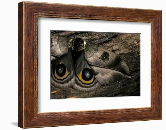 Automeris Harrisorum (Moth) - Wings Detail-Paul Starosta-Framed Photographic Print