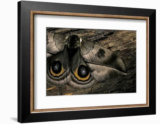 Automeris Harrisorum (Moth) - Wings Detail-Paul Starosta-Framed Photographic Print