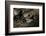 Automeris Harrisorum (Moth) - Wings Detail-Paul Starosta-Framed Photographic Print