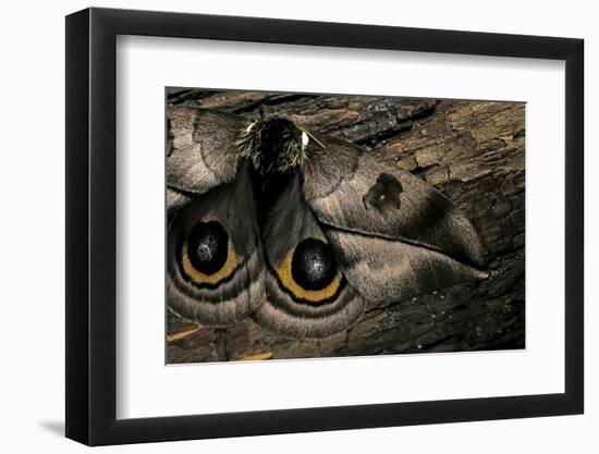 Automeris Harrisorum (Moth) - Wings Detail-Paul Starosta-Framed Photographic Print