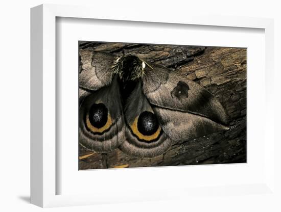 Automeris Harrisorum (Moth) - Wings Detail-Paul Starosta-Framed Photographic Print