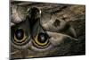 Automeris Harrisorum (Moth) - Wings Detail-Paul Starosta-Mounted Photographic Print