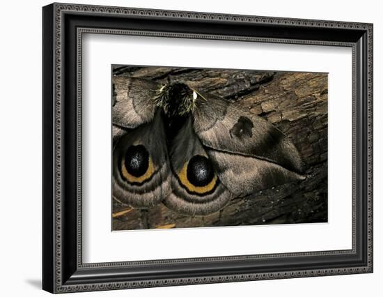 Automeris Harrisorum (Moth) - Wings Detail-Paul Starosta-Framed Photographic Print