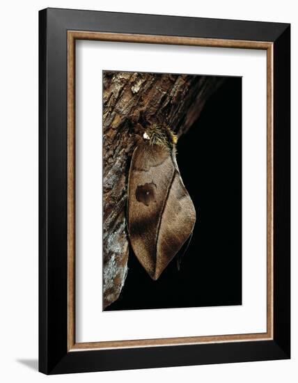 Automeris Harrisorum (Moth)-Paul Starosta-Framed Photographic Print