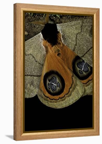 Automeris Liberia (Moth) - Wings Detail-Paul Starosta-Framed Premier Image Canvas