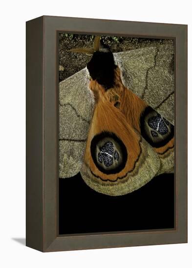 Automeris Liberia (Moth) - Wings Detail-Paul Starosta-Framed Premier Image Canvas