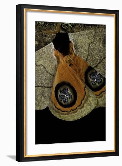 Automeris Liberia (Moth) - Wings Detail-Paul Starosta-Framed Photographic Print