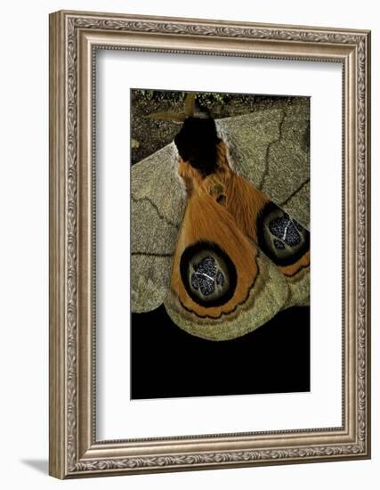 Automeris Liberia (Moth) - Wings Detail-Paul Starosta-Framed Photographic Print