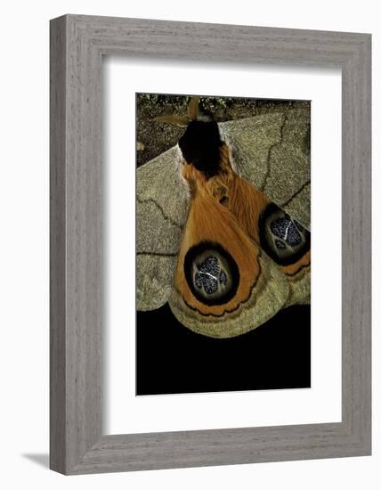 Automeris Liberia (Moth) - Wings Detail-Paul Starosta-Framed Photographic Print