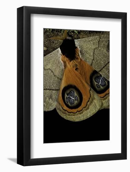 Automeris Liberia (Moth) - Wings Detail-Paul Starosta-Framed Photographic Print