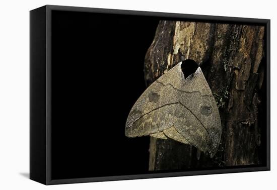 Automeris Liberia (Moth)-Paul Starosta-Framed Premier Image Canvas