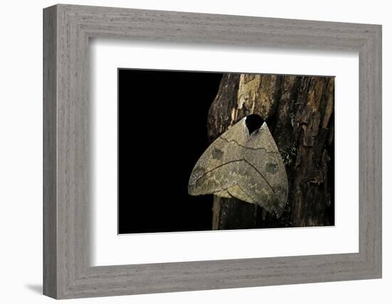 Automeris Liberia (Moth)-Paul Starosta-Framed Photographic Print