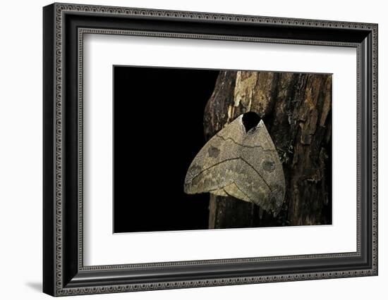 Automeris Liberia (Moth)-Paul Starosta-Framed Photographic Print