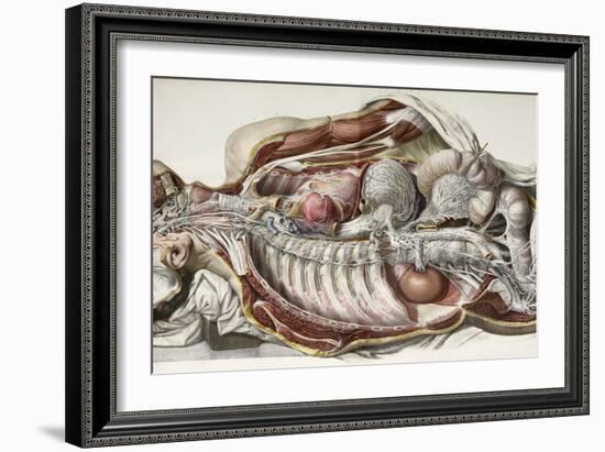 Autonomic Nerves, 1844 Artwork-Science Photo Library-Framed Photographic Print