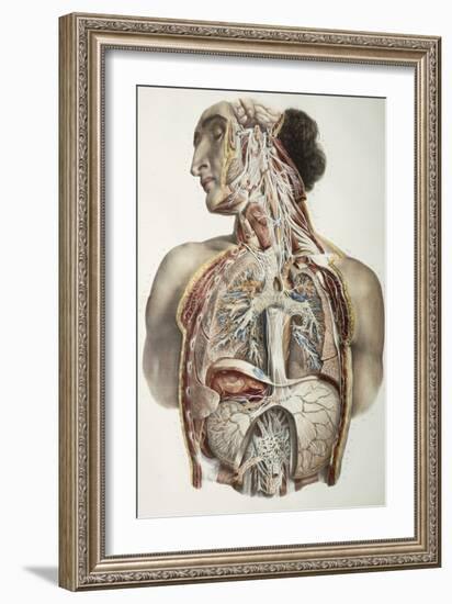 Autonomic Nerves, 1844 Artwork-Science Photo Library-Framed Photographic Print