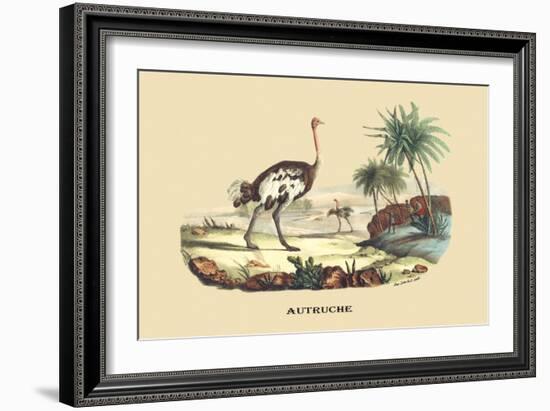 Autruche (Ostrich)-E.f. Noel-Framed Art Print