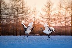 Red Crowned Crane Kushiro Hokkaido Japan-Auttapon Nunti-Photographic Print