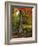 Autumn Ablaze-Jessica Jenney-Framed Photographic Print