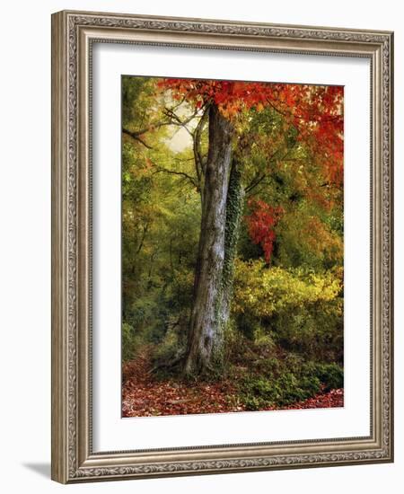Autumn Ablaze-Jessica Jenney-Framed Photographic Print