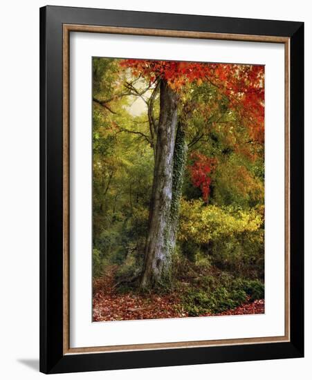 Autumn Ablaze-Jessica Jenney-Framed Photographic Print