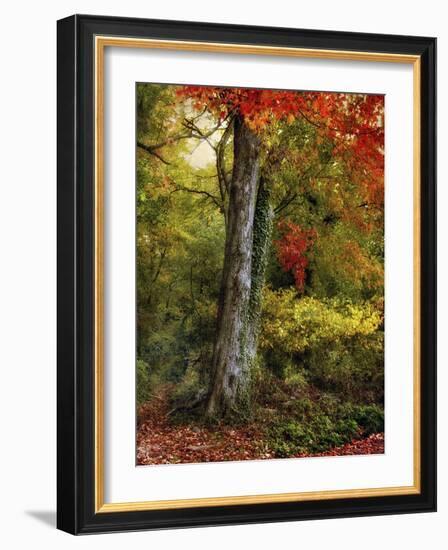 Autumn Ablaze-Jessica Jenney-Framed Photographic Print