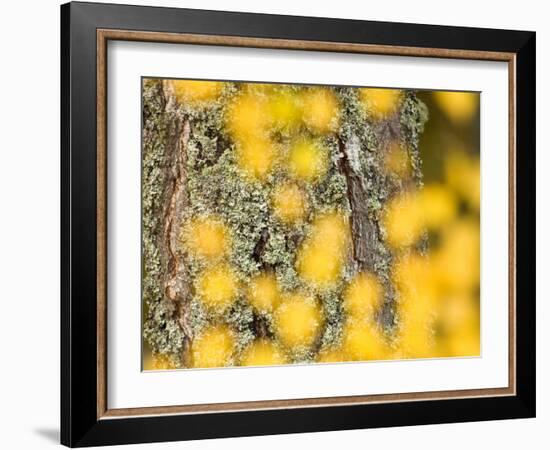 Autumn Abstract, Cairngorms, Highlands, Scotland, UK-Nadia Isakova-Framed Photographic Print