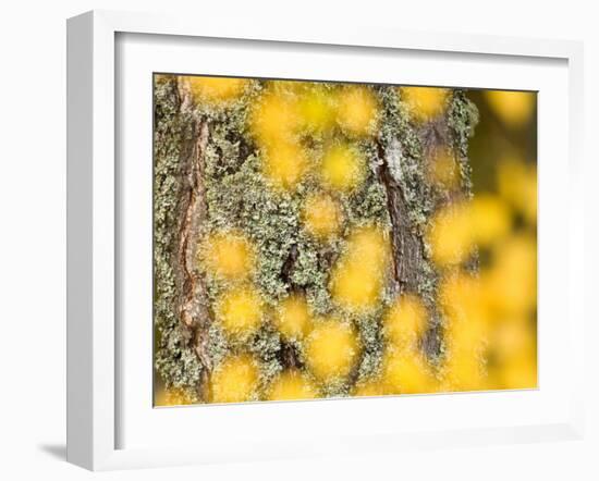 Autumn Abstract, Cairngorms, Highlands, Scotland, UK-Nadia Isakova-Framed Photographic Print