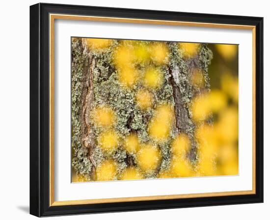 Autumn Abstract, Cairngorms, Highlands, Scotland, UK-Nadia Isakova-Framed Photographic Print