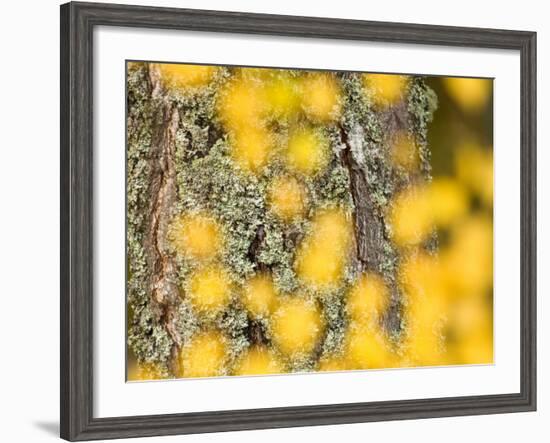 Autumn Abstract, Cairngorms, Highlands, Scotland, UK-Nadia Isakova-Framed Photographic Print