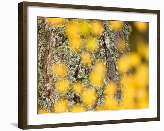 Autumn Abstract, Cairngorms, Highlands, Scotland, UK-Nadia Isakova-Framed Photographic Print