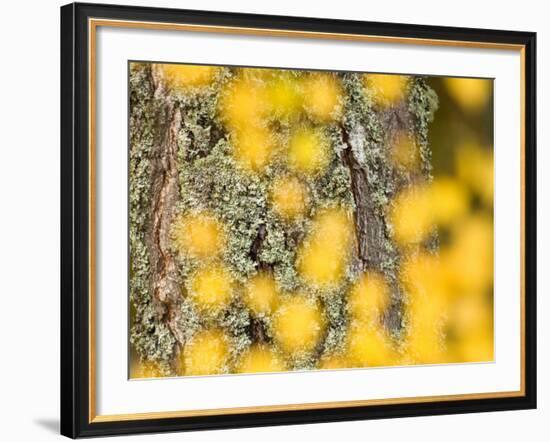 Autumn Abstract, Cairngorms, Highlands, Scotland, UK-Nadia Isakova-Framed Photographic Print