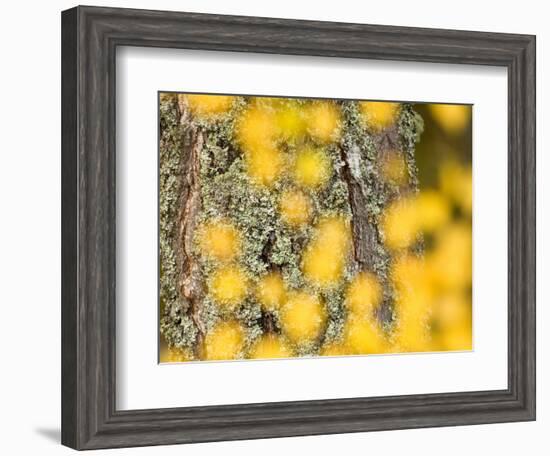 Autumn Abstract, Cairngorms, Highlands, Scotland, UK-Nadia Isakova-Framed Photographic Print