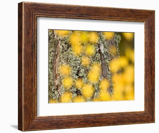 Autumn Abstract, Cairngorms, Highlands, Scotland, UK-Nadia Isakova-Framed Photographic Print