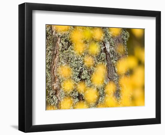 Autumn Abstract, Cairngorms, Highlands, Scotland, UK-Nadia Isakova-Framed Photographic Print