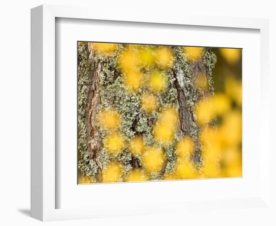 Autumn Abstract, Cairngorms, Highlands, Scotland, UK-Nadia Isakova-Framed Photographic Print