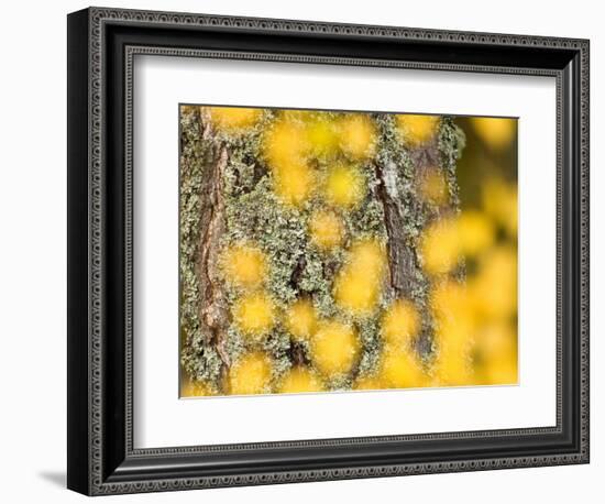 Autumn Abstract, Cairngorms, Highlands, Scotland, UK-Nadia Isakova-Framed Photographic Print