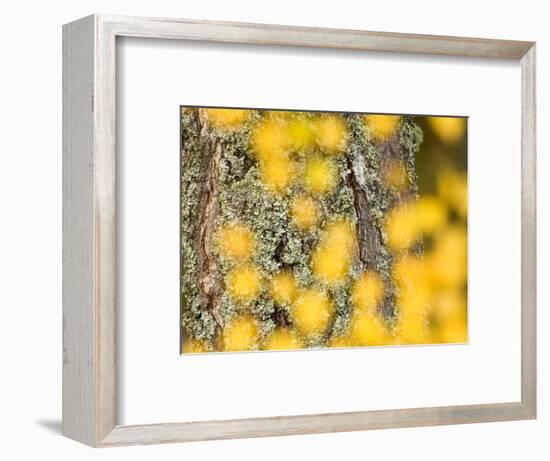 Autumn Abstract, Cairngorms, Highlands, Scotland, UK-Nadia Isakova-Framed Photographic Print