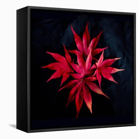Autumn Acer Leaves-Charles Bowman-Framed Stretched Canvas
