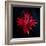 Autumn Acer Leaves-Charles Bowman-Framed Photographic Print