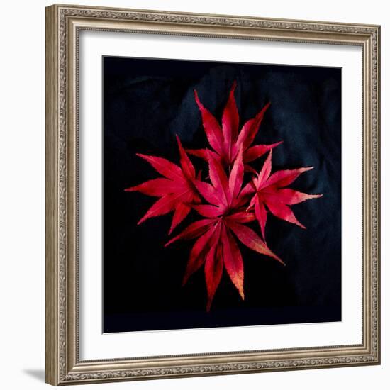 Autumn Acer Leaves-Charles Bowman-Framed Photographic Print