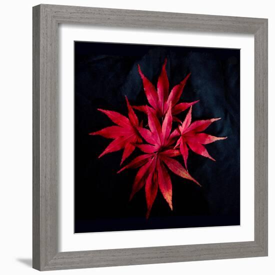 Autumn Acer Leaves-Charles Bowman-Framed Photographic Print