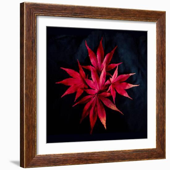 Autumn Acer Leaves-Charles Bowman-Framed Photographic Print